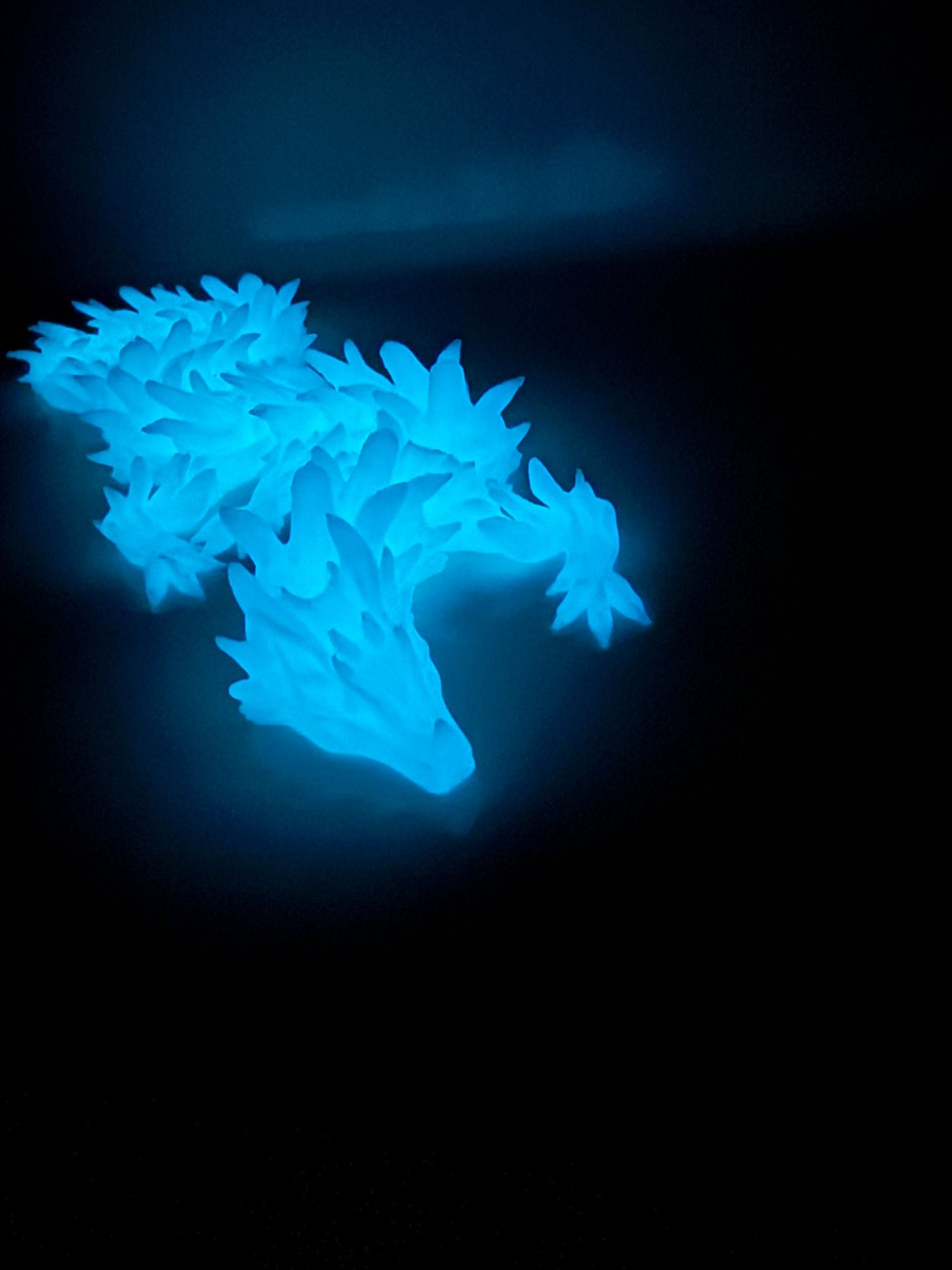 Flame Dragon - Glow Variants